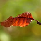 K Ein Blatt vor dem Mund nehmen