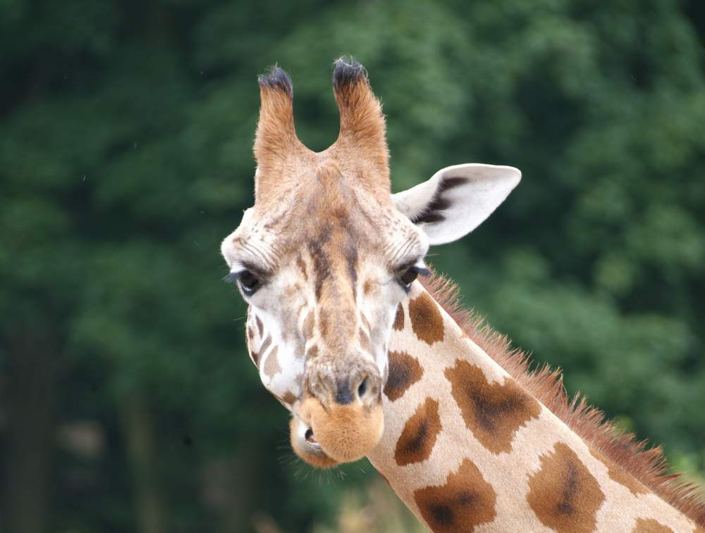 (K)-Ein-Ohr-Giraffe