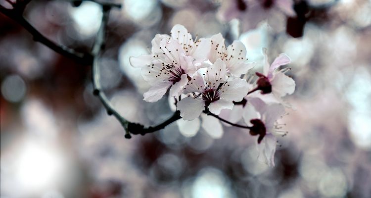 K I R S C H B L Ü T E N