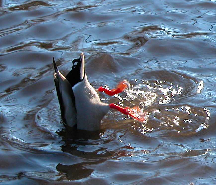 [K] Köpfchen in das Wasser...