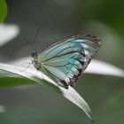 K-L butterfly museum