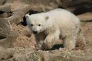 die Eisbärenkinder in den verschiedenen Zoos und Tierparks