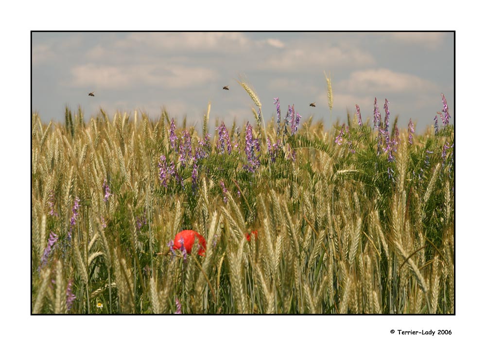 [K] Sommer im Schwabenland