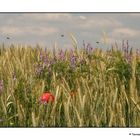 [K] Sommer im Schwabenland