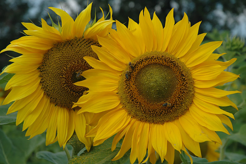 [K] Sonnenblumen