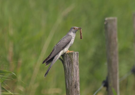 ___K U C K U C K____