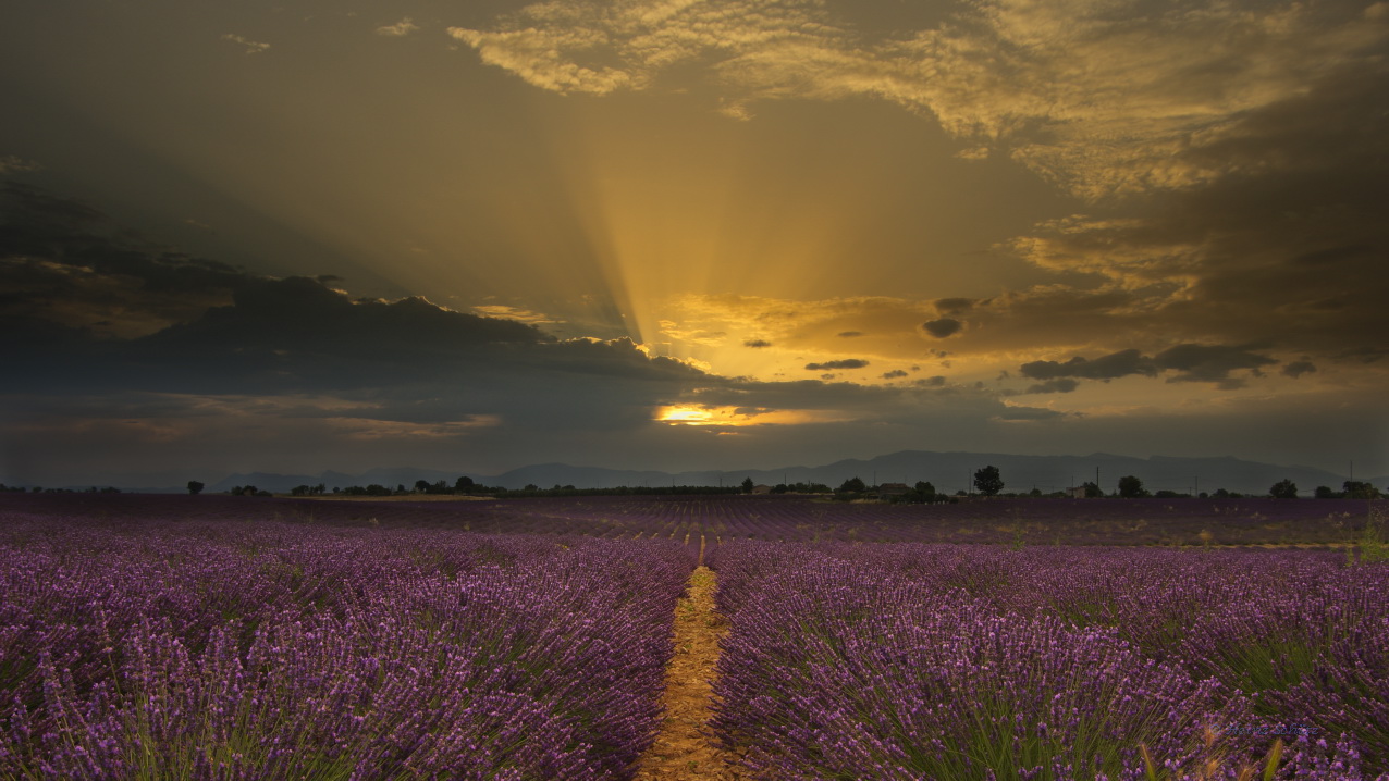 K3_2062_Sonnenaufgang über dem Lavendelfeld