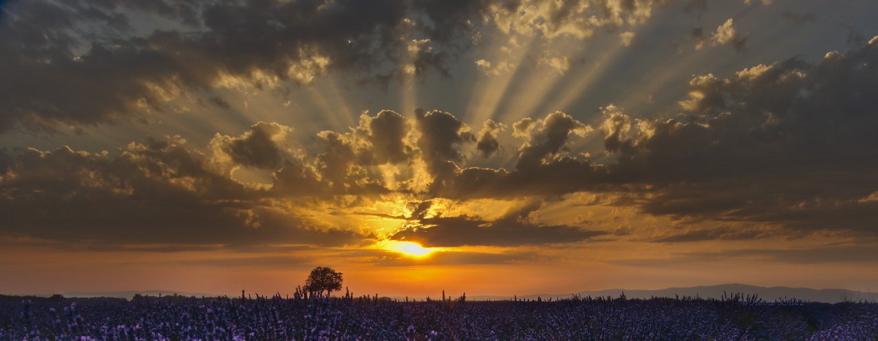 K3_2269_Sonnenuntergang über dem Lavendelfeld