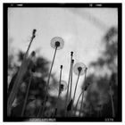 K_60 : Pusteblumen