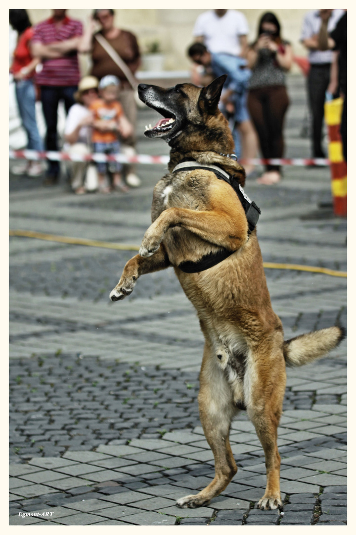 K9-02-3