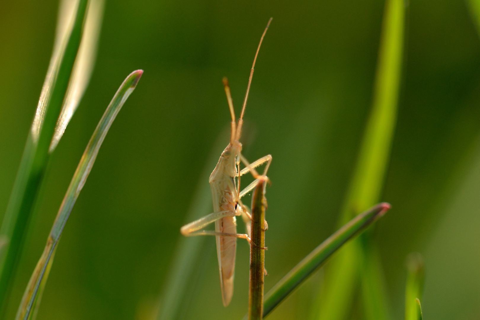 k.A.... Käfer im Gras...