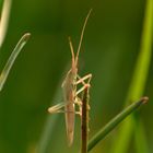 k.A.... Käfer im Gras...