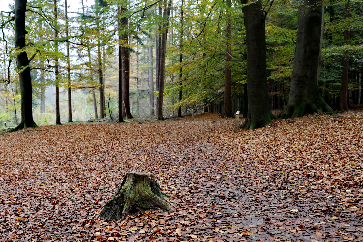 Kaapse bossen