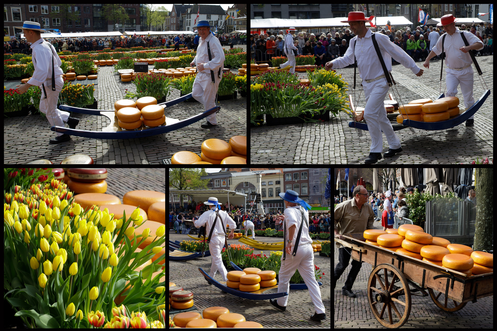 Kaasmarkt in Alkmaar