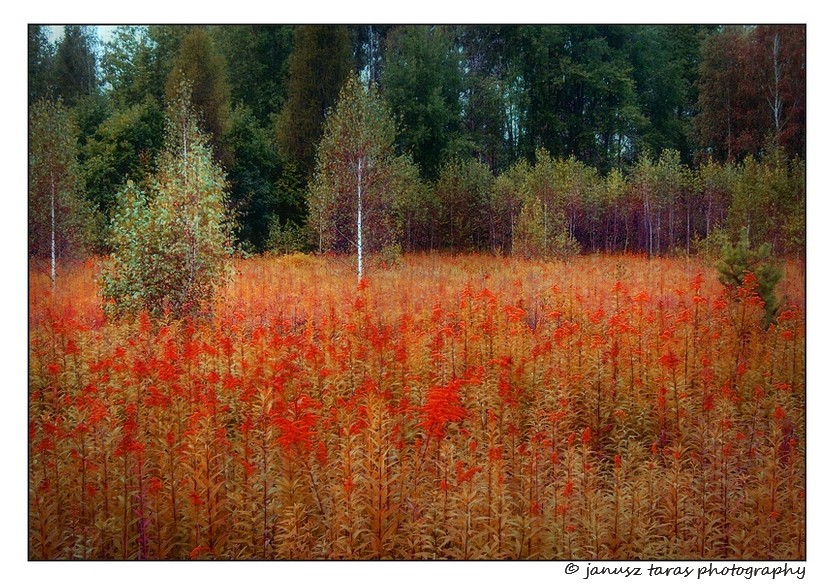 Kabaty Fields