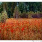 Kabaty Fields