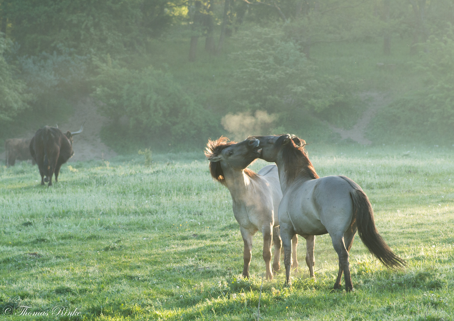 Kabbelei am Morgen