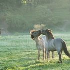 Kabbelei am Morgen