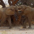 Kabbelei der Wüstenelefanten