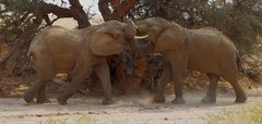 Kabbelei der Wüstenelefanten