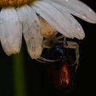 Kabbenspinne verspeist einen Gartenlaubkäfer