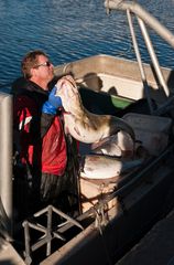 Kabeljau frisch vom Boot