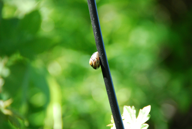 Kabelschnecke