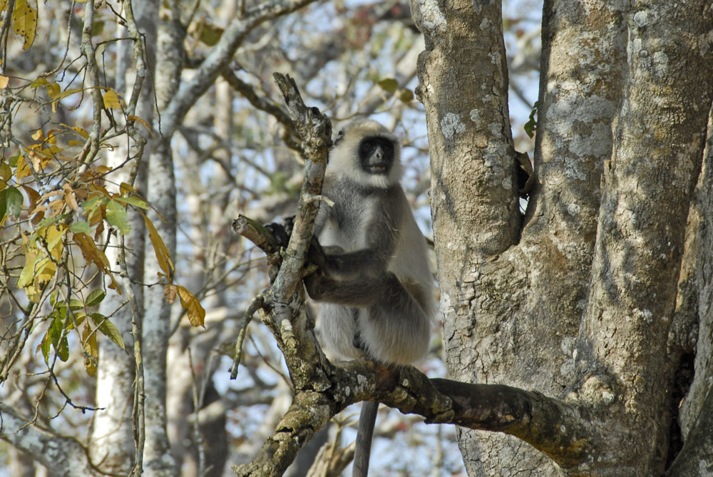 Kabini - Rain Forest