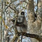 Kabini - Rain Forest