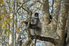 Kabini - Rain Forest