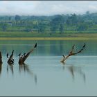 Kabini River