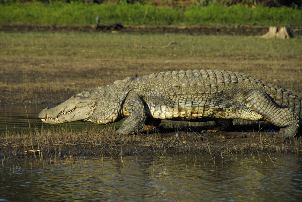 Kabini River - anyone want to go swimming?