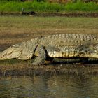 Kabini River - anyone want to go swimming?