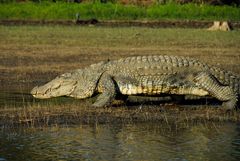 Kabini River - anyone want to go swimming?