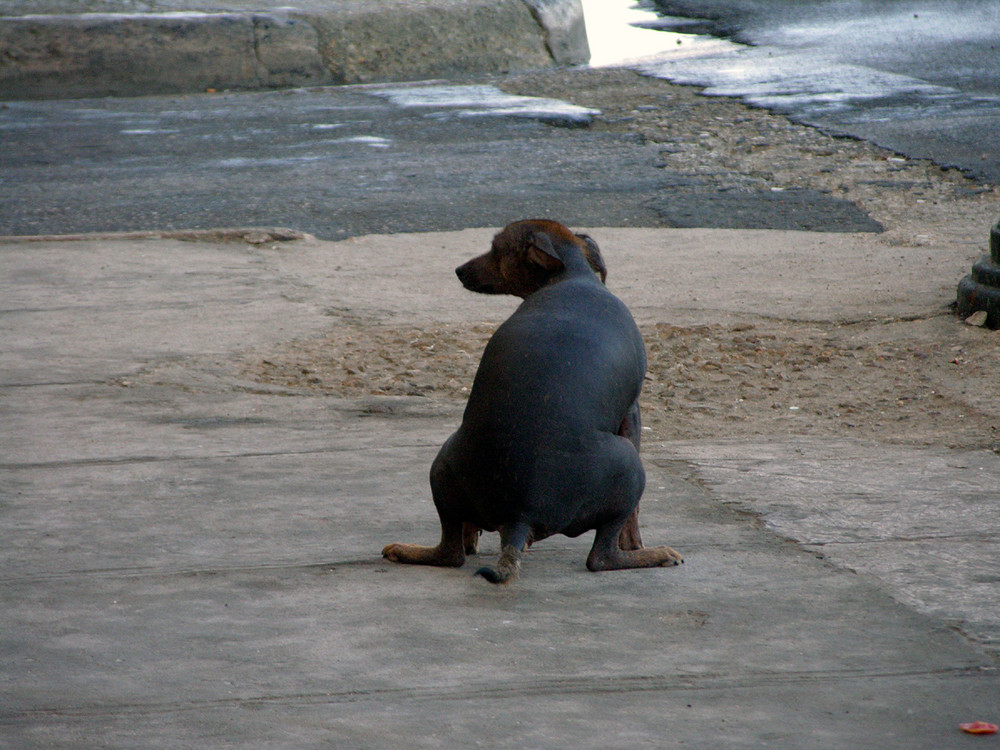 KACKENDER HUND