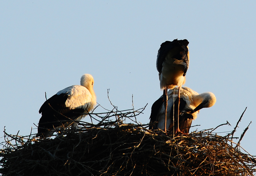 Kackender Jungstorch