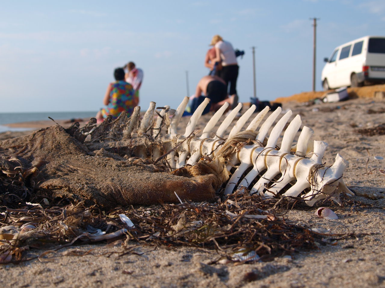 Kadaver auf der Halbinsel Krim Foto & Bild tiere, natur Bilder auf