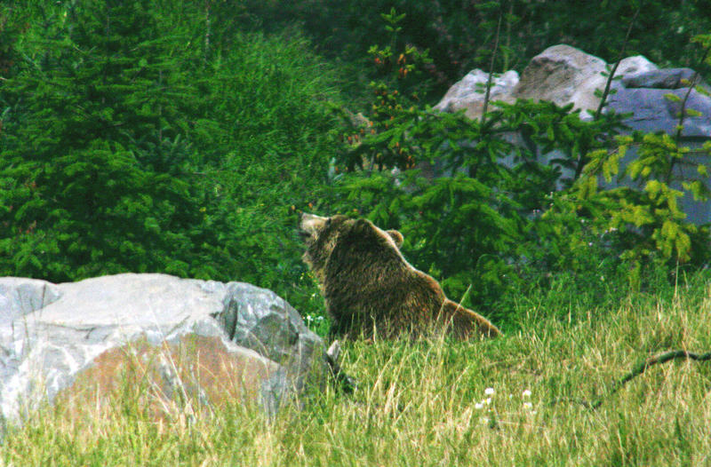 Kadiakbär 2