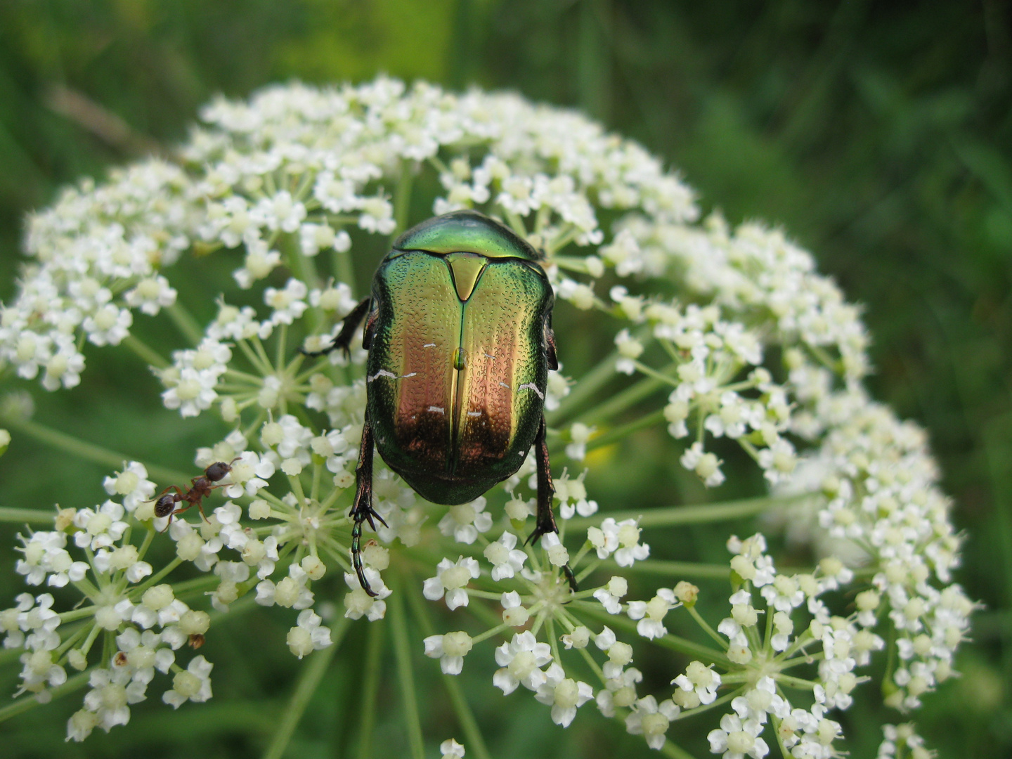 Käfer