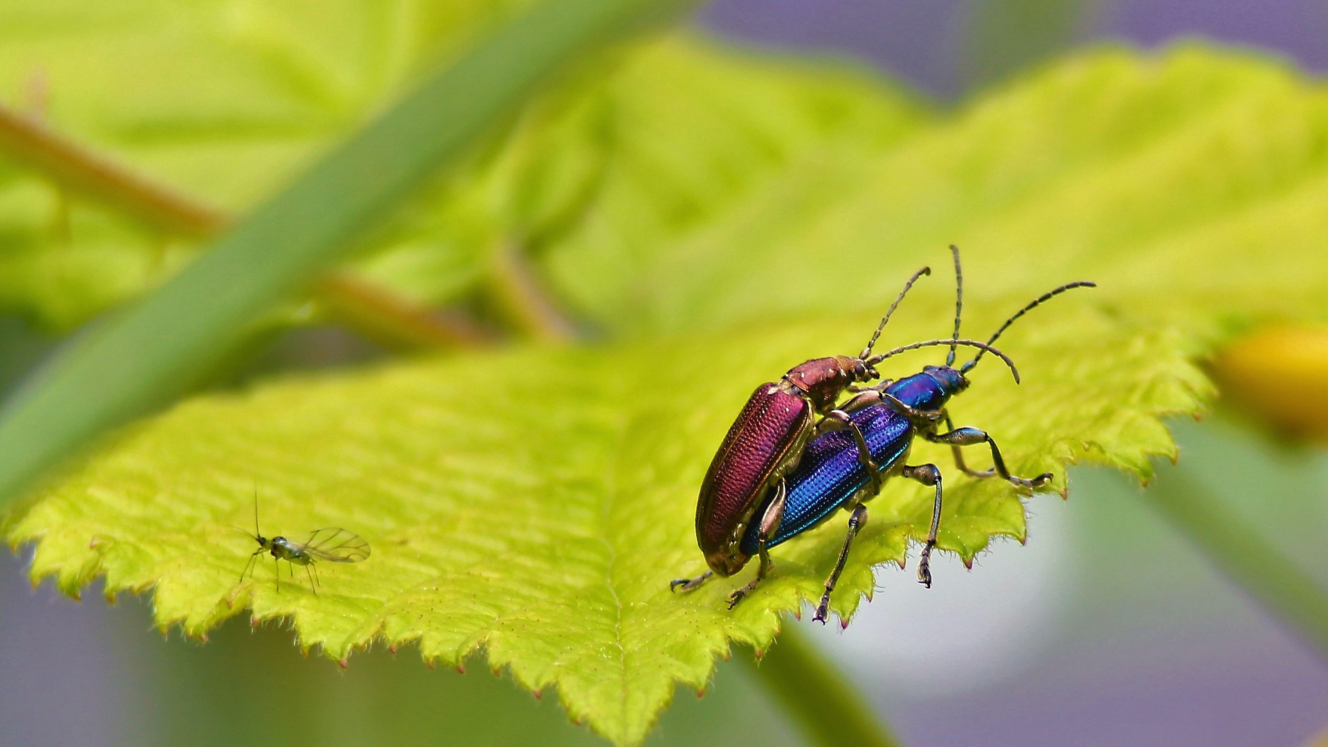 Käfer 