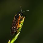 Käfer 1