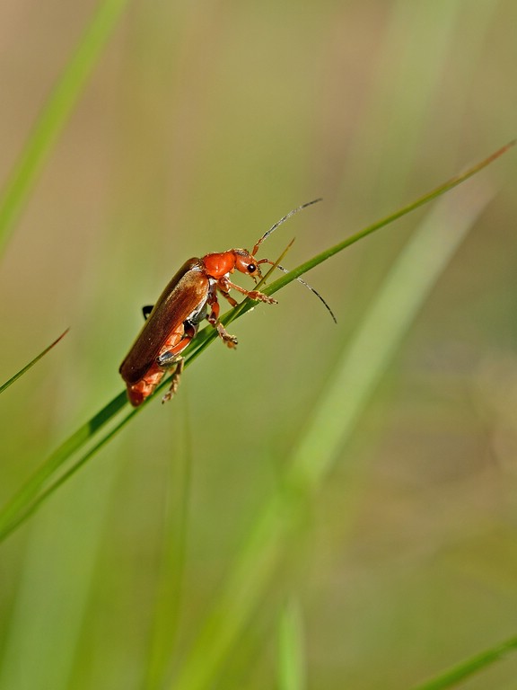 Käfer