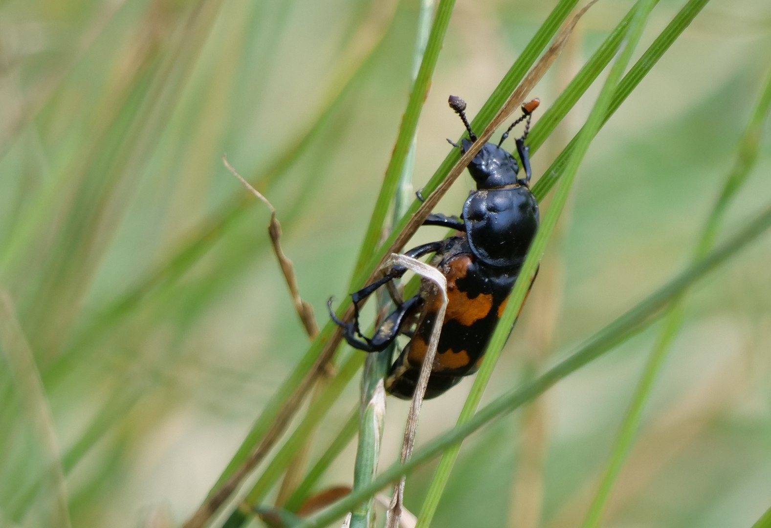 Käfer