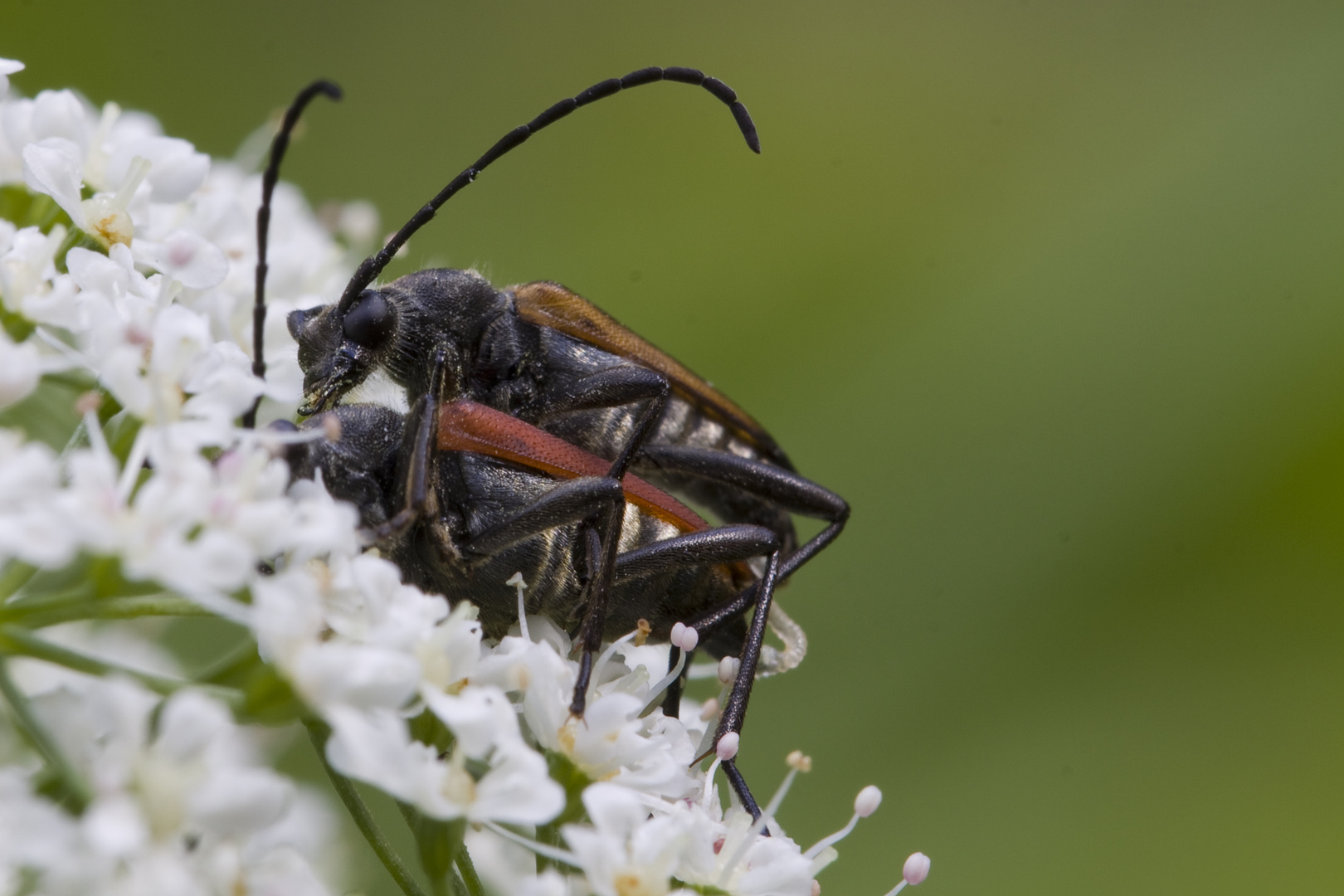 Käfer