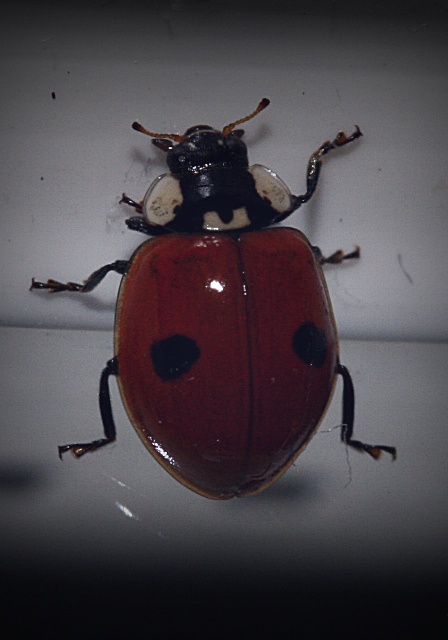 käfer 2