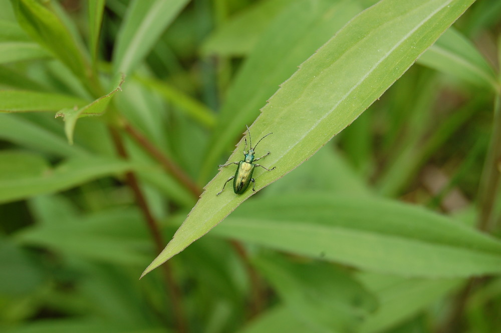 Käfer 2