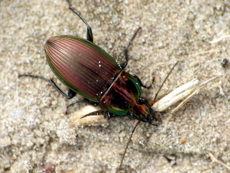 Käfer (2)