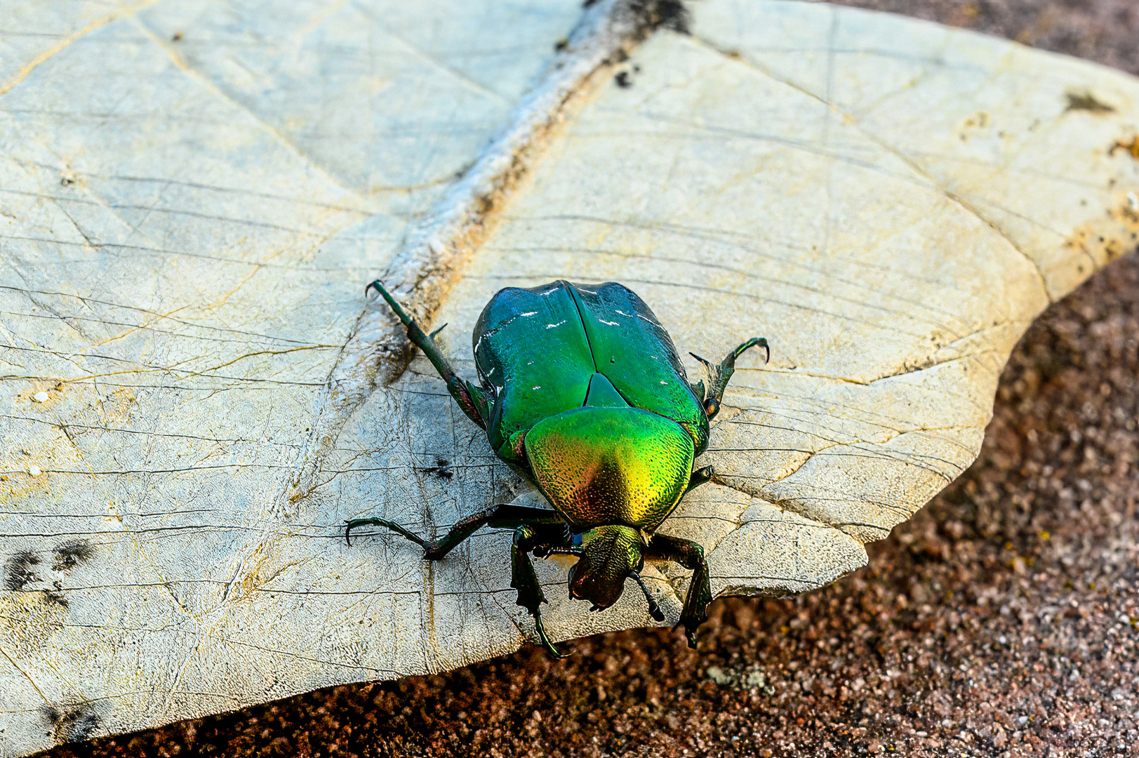 Käfer