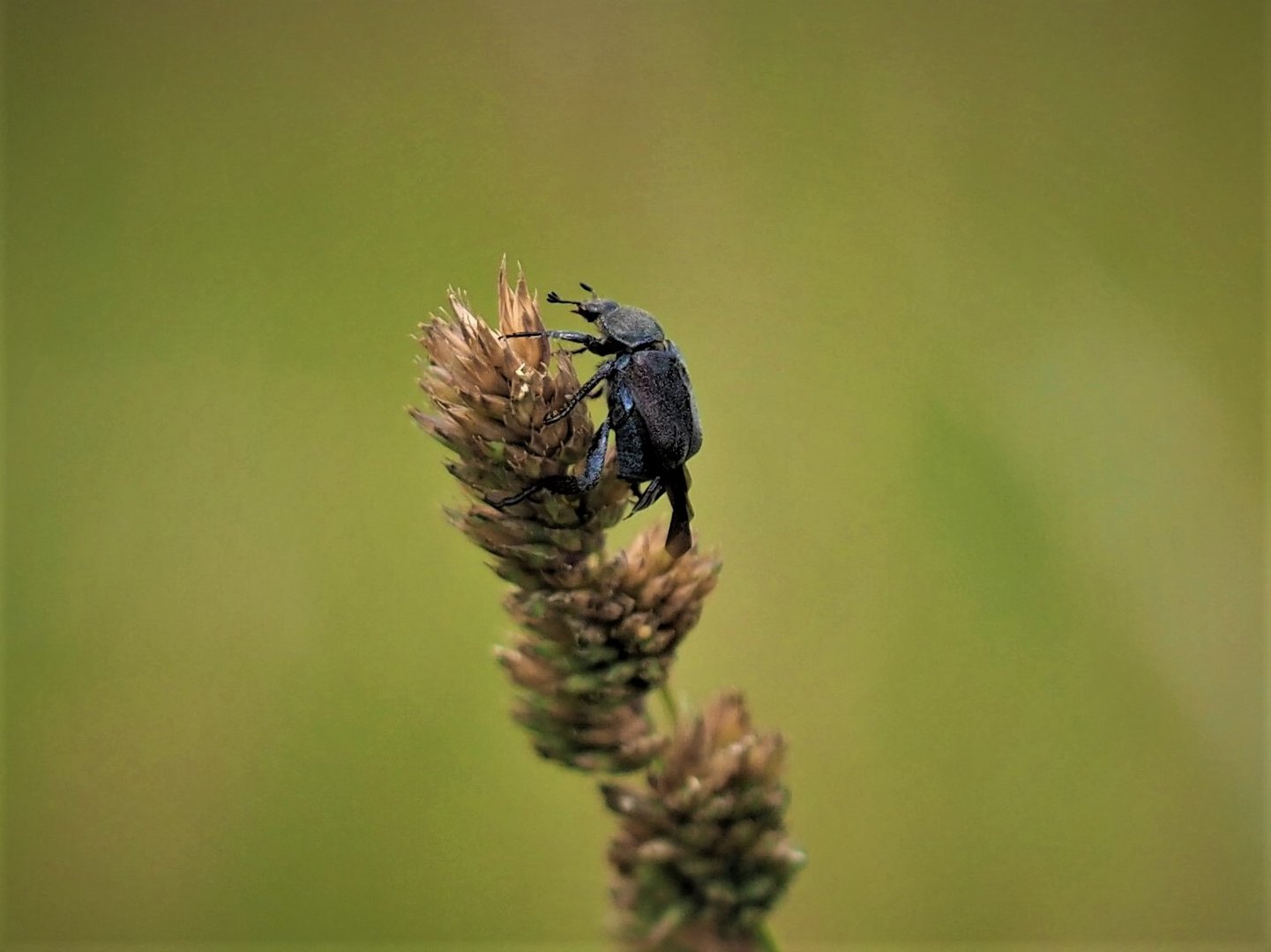 Käfer