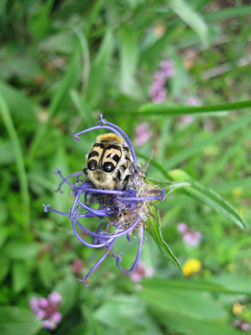 Käfer